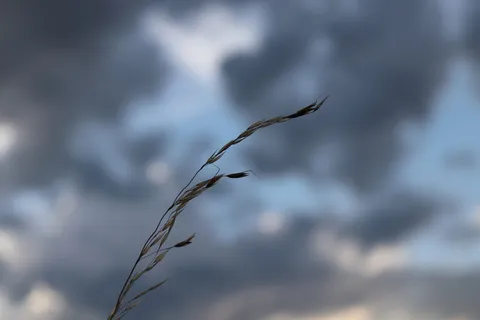 天空、草地、蓝天、草地、风景、干草、云、傍晚 天空、草地、蓝天、草地、风景、干草、云、傍晚