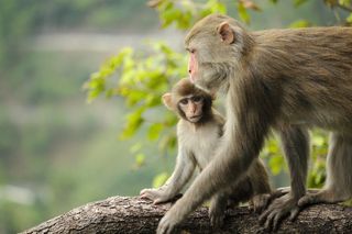 树枝上的成年猴和小猴