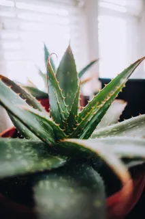 肉质植物的特写照片 肉质植物的特写照片