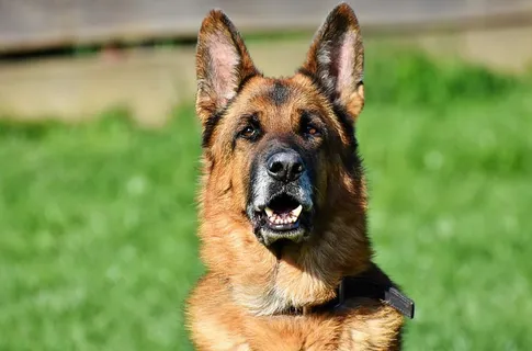 浅色,聚焦照片,德国牧羊犬,舍弗犬,老德国牧羊犬,狗,鼻子,头 浅色,聚焦照片,德国牧羊犬,舍弗犬,老德国牧羊犬,狗,鼻子,头
