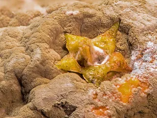 霉菌，形成霉菌，发霉，普通话，易腐，腐烂，腐烂，无人