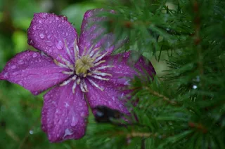花，微风，自然，春天，植物，开花植物，脆弱性，脆弱性
