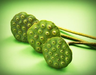 莲花、种子、花、叶、豆荚、印度、特写、孤立 莲花、种子、花、叶、豆荚、印度、特写、孤立