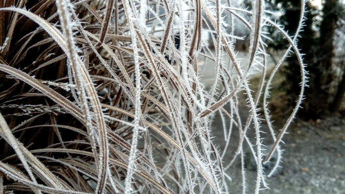 梦幻水晶、霜、薄、灯心草、花园、冬天、精致、植物