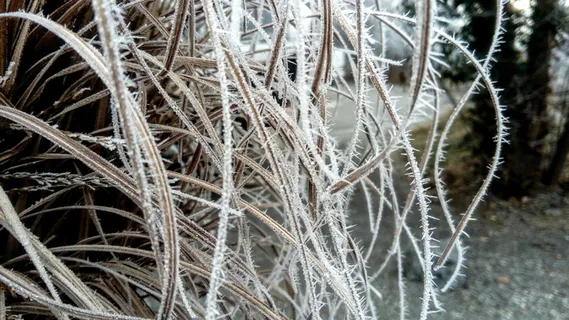 梦幻水晶、霜、薄、灯心草、花园、冬天、精致、植物 梦幻水晶、霜、薄、灯心草、花园、冬天、精致、植物