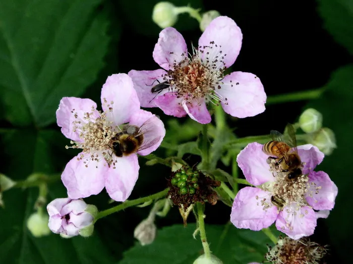 野花，粉红色，授粉，蜜蜂，昆虫，春天，食物摄入，吸引