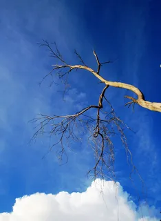 树,干燥,小枝,树枝,云,白色,笨重,天空 树,干燥,小枝,树枝,云,白色,笨重,天空