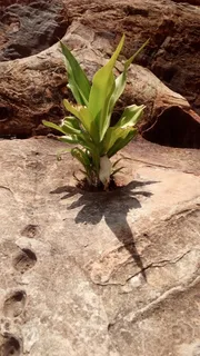 生存, 岩, 植物, 户外, 自然, 增长, 没有人, 一天 生存, 岩, 植物, 户外, 自然, 增长, 没有人, 一天