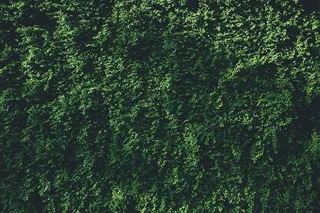 绿叶植物，绿叶，植物，黑色，绿色，叶子，植物，背景