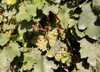 新葡萄酒，葡萄酒，年份，葡萄酒收获，葡萄，叶子，植物部分，生长