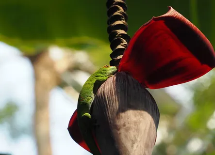 壁虎,爬行动物,蜥蜴,马达加斯加,聚焦前景,特写,野生动物,红色 壁虎,爬行动物,蜥蜴,马达加斯加,聚焦前景,特写,野生动物,红色