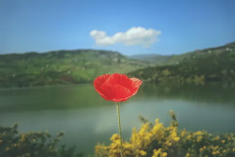 红色, 罂粟花, 绽放, 白天, 花瓣, 花, 树, 山 红色, 罂粟花, 绽放, 白天, 花瓣, 花, 树, 山