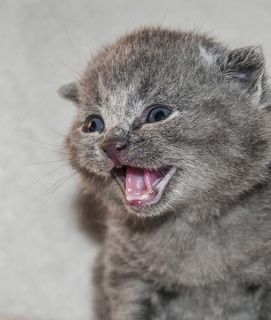 灰色小猫，猫，小狗，小猫，毛茸茸的，小猫，动物主题，动物