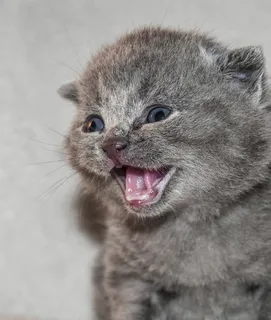 灰色小猫，猫，小狗，小猫，毛茸茸的，小猫，动物主题，动物