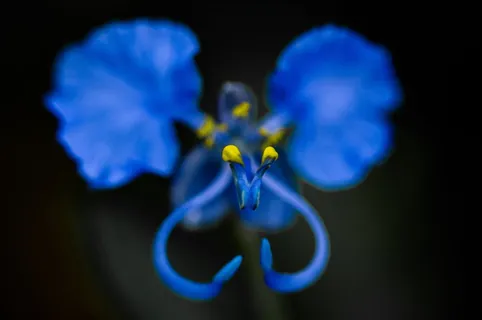 哇，美女，蓝图，蓝色，花，开花植物，特写，植物