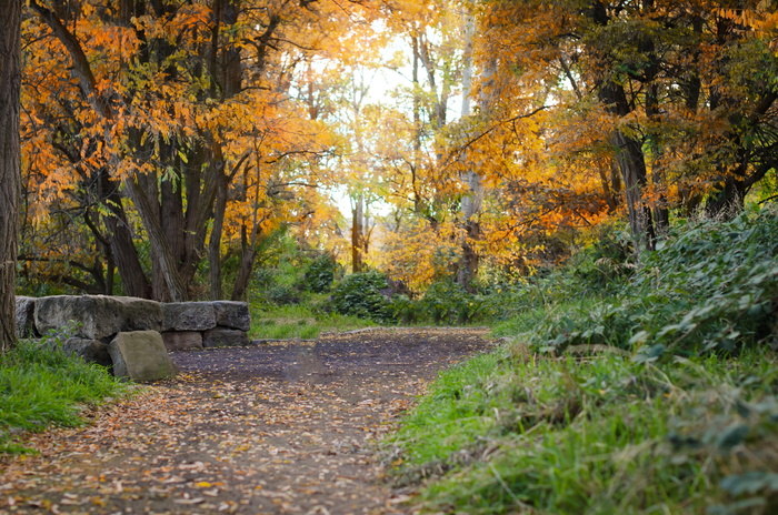 爱达荷州，小径，秋天，秋天，自然，叶子，树，黄色