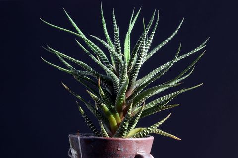 盆栽植物，花卉，植物，自然，肉质，肉质植物，迷你盆栽，makro