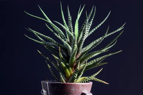 盆栽植物,花卉,植物,自然,肉质,肉质植物,迷你盆栽,makro 盆栽植物,花卉,植物,自然,肉质,肉质植物,迷你盆栽,makro