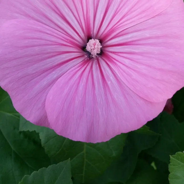 花，粉色，大岔，花园，蔬菜园，粉色花，温柔，植物