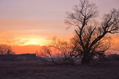日出,morgenrot,天空,树,剪影,早晨的太阳,太阳,天空 日出,morgenrot,天空,树,剪影,早晨的太阳,太阳,天空