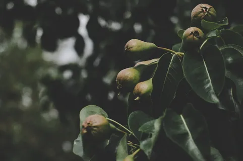 微距拍摄中的圆形绿色水果