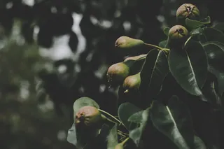 微距拍摄中的圆形绿色水果