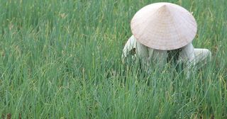 越南，稻田，圆锥形帽，海安，中印，传统，草，自然