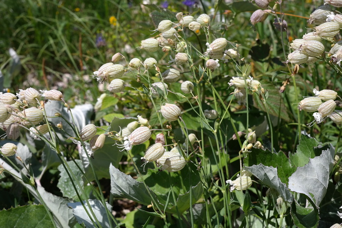 taubenkropf leimkraut，花，花朵，盛开，白色，普通水仙花，普通水仙花，充气水仙花