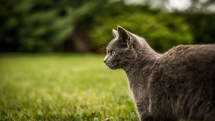 动物，宠物，猫，动物，猫，宠物，动物主题，一种动物，哺乳动物，野生动物