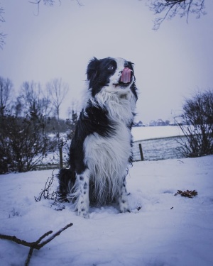 狗，哺乳动物，狗，宠物，动物，牧羊犬，雪，冬天