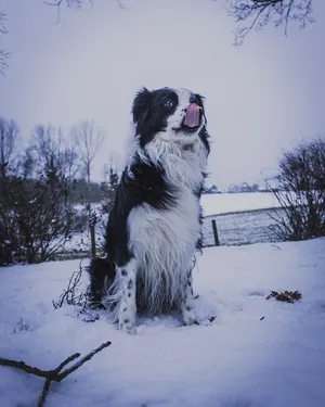 狗，哺乳动物，狗，宠物，动物，牧羊犬，雪，冬天
