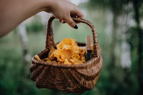在树林里采蘑菇 在树林里采蘑菇