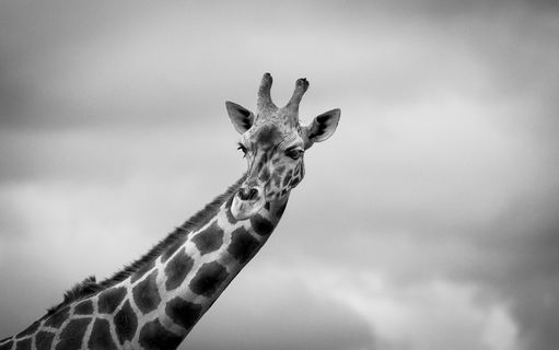 灰阶照片中的长颈鹿