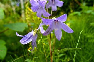 风铃花，风铃花，花，植物，开花，一年生，二年生，多年生