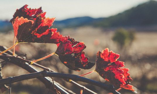 澳大利亚，巴兰登，葡萄园，葡萄园，c.y娱乐，斯坦索普，花岗岩带，葡萄酒