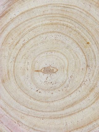 年龄，同心圆，树干，圆，植物几何形状，横截面，山毛榉，木材