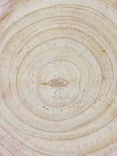 年龄,同心圆,树干,圆,植物几何形状,横截面,山毛榉,木材 年龄,同心圆,树干,圆,植物几何形状,横截面,山毛榉,木材