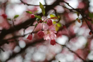 樱花，樱树，樱花，花，木材，自然，植物，粉红色