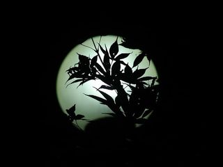 路灯，枫叶，夜晚，灯光，轮廓，夜景，月亮，树叶