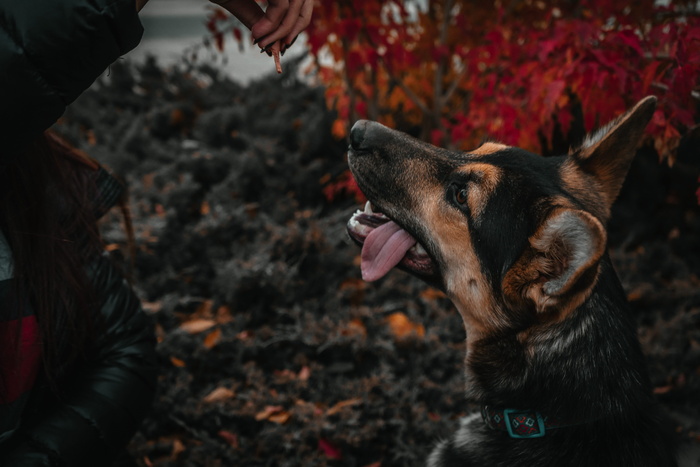 成年黑褐色德国牧羊犬