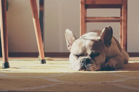 德国，美因茨，睡眠，太阳，阳光，斗牛犬，狗，法国斗牛犬