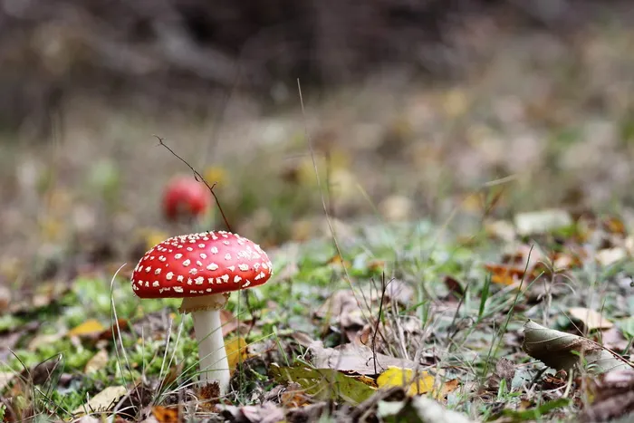 Mshroom的特写摄影