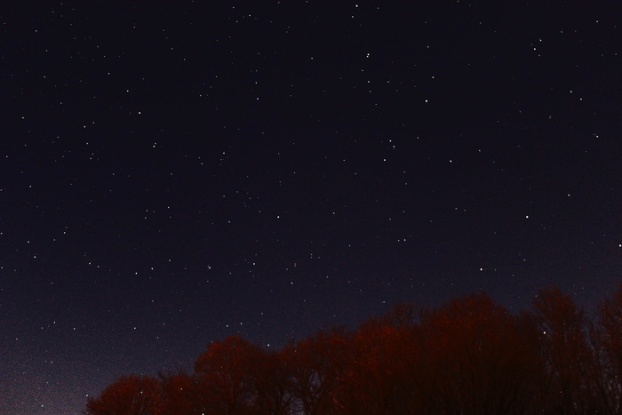 星星，虫子，视线，自然，树木，夜晚，天空，天文学