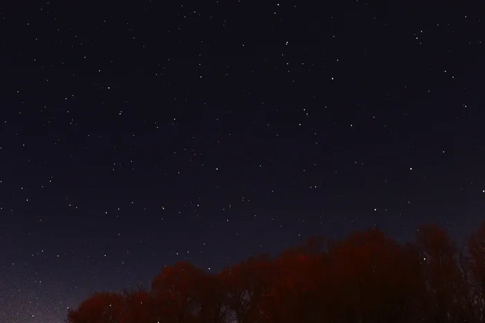 星星，虫子，视线，自然，树木，夜晚，天空，天文学