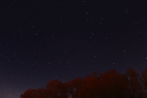 星星，虫子，视线，自然，树木，夜晚，天空，天文学