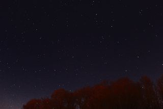 星星，虫子，视线，自然，树木，夜晚，天空，天文学