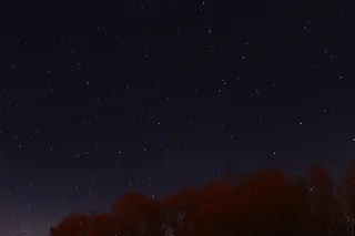 星星，虫子，视线，自然，树木，夜晚，天空，天文学