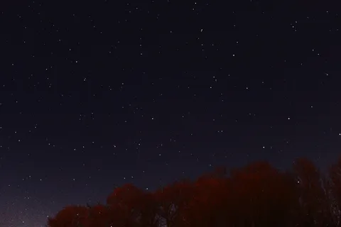 星星,虫子,视线,自然,树木,夜晚,天空,天文学 星星,虫子,视线,自然,树木,夜晚,天空,天文学