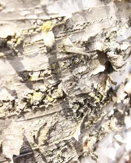 树皮,树木,木材,树干,宏观,纹理,灰色,卷曲 树皮,树木,木材,树干,宏观,纹理,灰色,卷曲