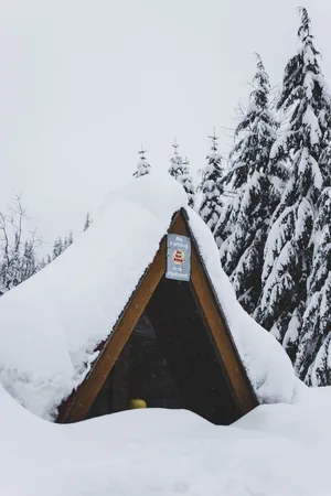 白雪覆盖的松树